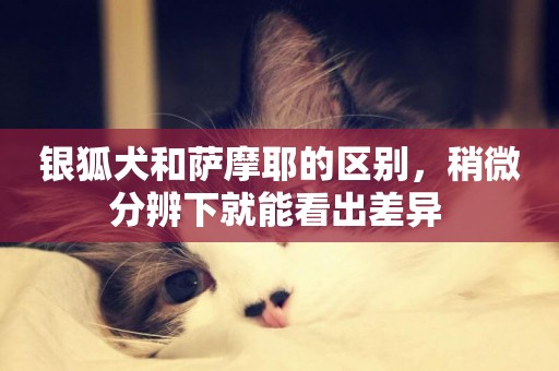 銀狐犬和薩摩耶的區別，稍微分辨下就能看出差異 