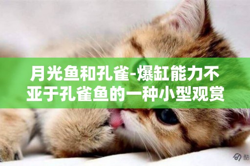 月光魚和孔雀-爆缸能力不亞于孔雀魚的一種小型觀賞魚