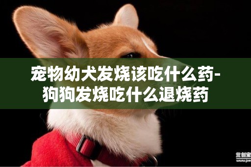 寵物幼犬發燒該吃什么藥-狗狗發燒吃什么退燒藥