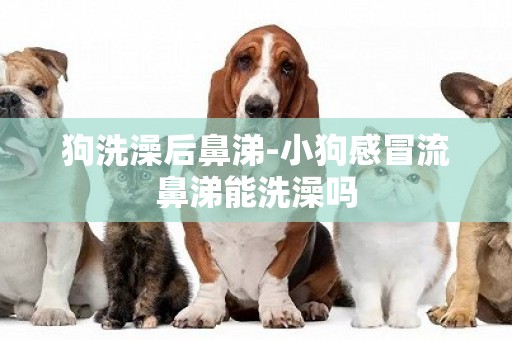狗洗澡后鼻涕-小狗感冒流鼻涕能洗澡嗎