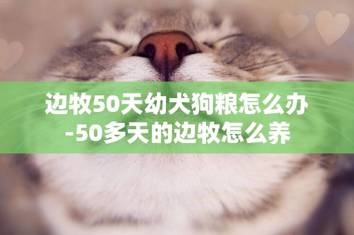 邊牧50天幼犬狗糧怎么辦-50多天的邊牧怎么養