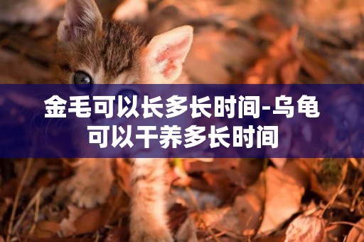 金毛可以長多長時間-烏龜可以干養多長時間