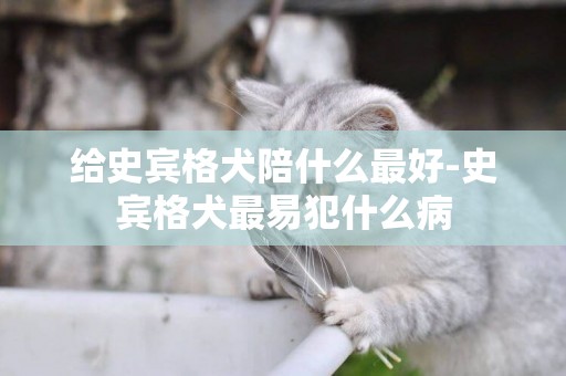 給史賓格犬陪什么最好-史賓格犬最易犯什么病