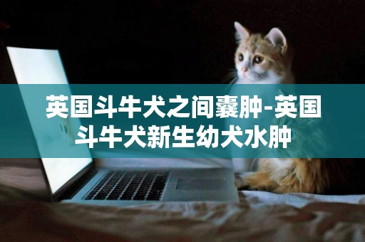 英國斗牛犬之間囊腫-英國斗牛犬新生幼犬水腫