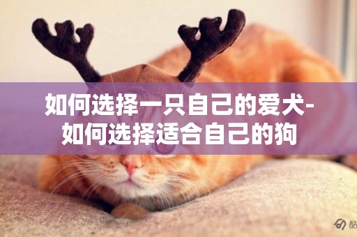 如何選擇一只自己的愛犬-如何選擇適合自己的狗