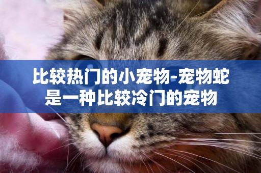 比較熱門的小寵物-寵物蛇是一種比較冷門的寵物