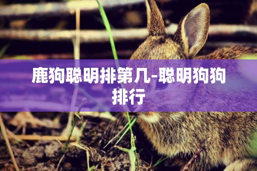 鹿狗聰明排第幾-聰明狗狗排行