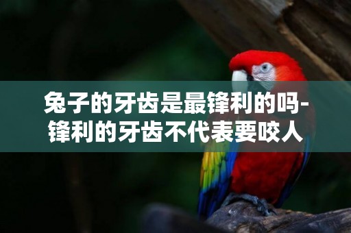 兔子的牙齒是最鋒利的嗎-鋒利的牙齒不代表要咬人