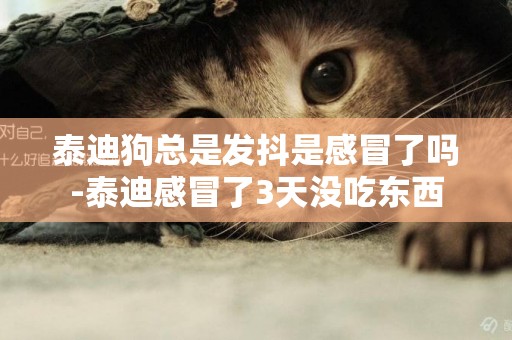 泰迪狗總是發抖是感冒了嗎-泰迪感冒了3天沒吃東西