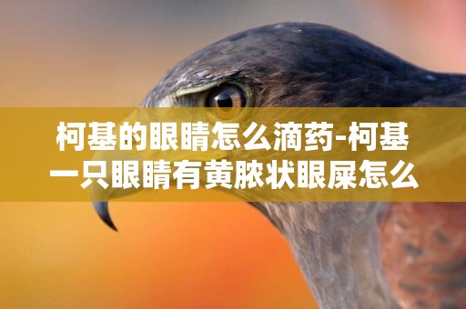 柯基的眼睛怎么滴藥-柯基一只眼睛有黃膿狀眼屎怎么辦