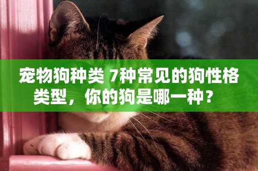 寵物狗種類 7種常見的狗性格類型，你的狗是哪一種？ 