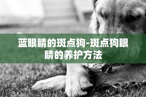 藍眼睛的斑點狗-斑點狗眼睛的養護方法