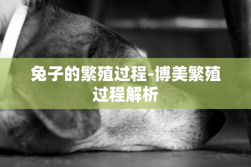 兔子的繁殖過程-博美繁殖過程解析