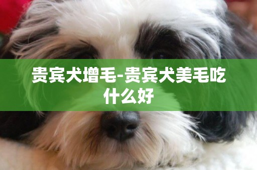 貴賓犬增毛-貴賓犬美毛吃什么好