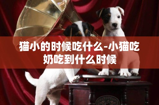 貓小的時候吃什么-小貓吃奶吃到什么時候