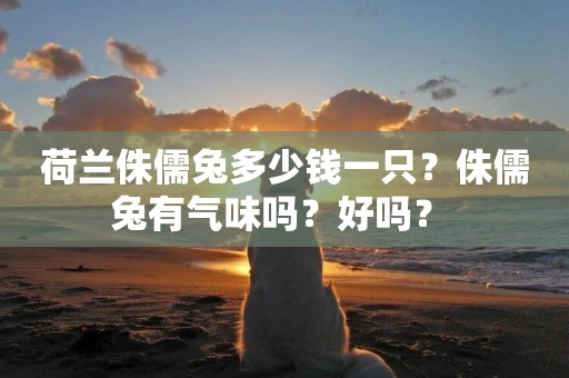 荷蘭侏儒兔多少錢一只？侏儒兔有氣味嗎？好嗎？ 