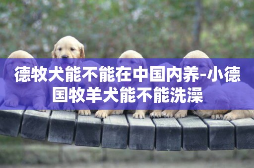 德牧犬能不能在中國內養-小德國牧羊犬能不能洗澡