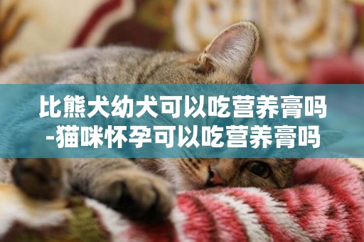 比熊犬幼犬可以吃營養膏嗎-貓咪懷孕可以吃營養膏嗎