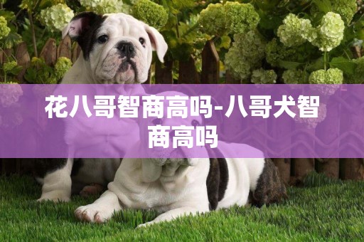 花八哥智商高嗎-八哥犬智商高嗎