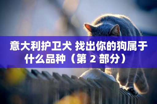意大利護衛犬 找出你的狗屬于什么品種（第 2 部分） 
