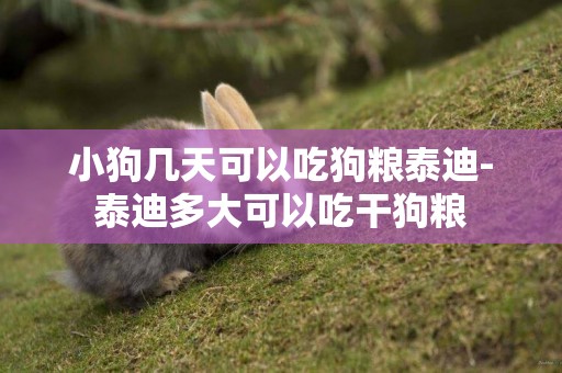 小狗幾天可以吃狗糧泰迪-泰迪多大可以吃干狗糧