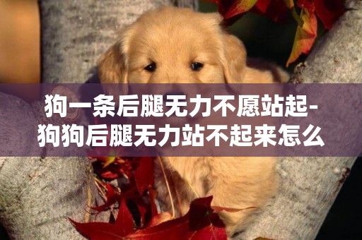 狗一條后腿無力不愿站起-狗狗后腿無力站不起來怎么回事