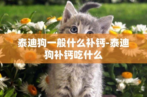 泰迪狗一般什么補鈣-泰迪狗補鈣吃什么