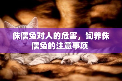 侏儒兔對人的危害，飼養侏儒兔的注意事項 