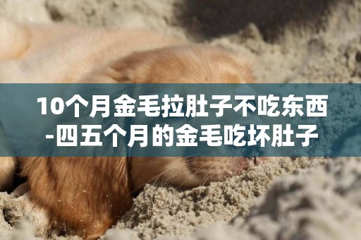 10個月金毛拉肚子不吃東西-四五個月的金毛吃壞肚子