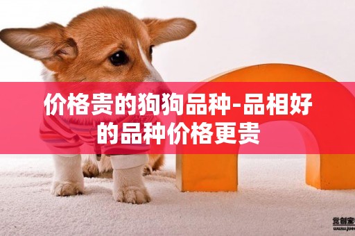 價格貴的狗狗品種-品相好的品種價格更貴
