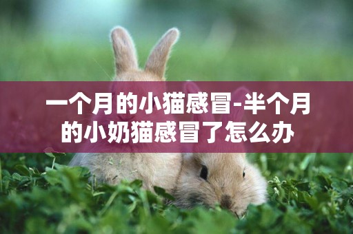 一個月的小貓感冒-半個月的小奶貓感冒了怎么辦