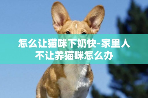 怎么讓貓咪下奶快-家里人不讓養貓咪怎么辦