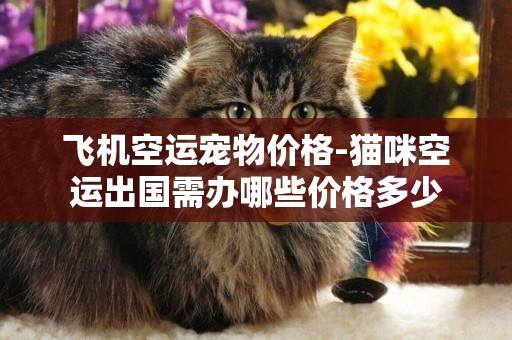 飛機空運寵物價格-貓咪空運出國需辦哪些價格多少