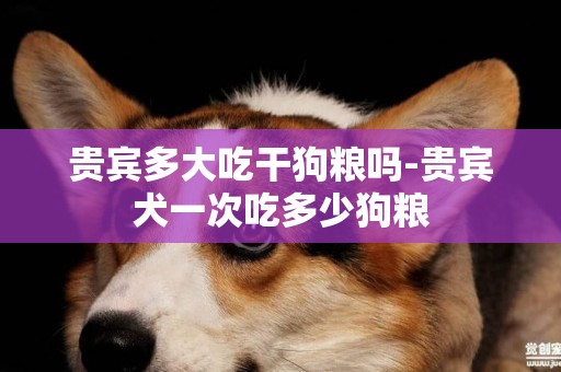 貴賓多大吃干狗糧嗎-貴賓犬一次吃多少狗糧