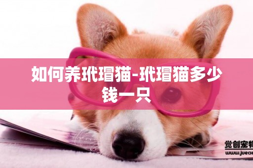 如何養玳瑁貓-玳瑁貓多少錢一只
