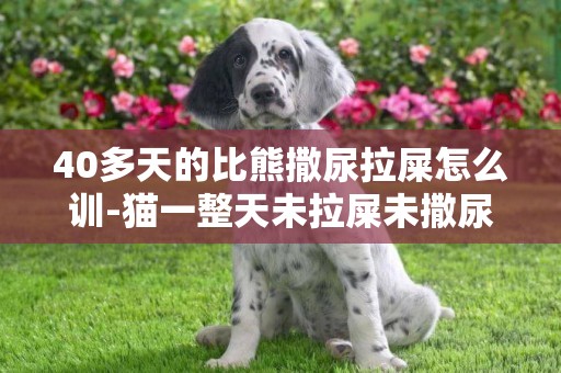 40多天的比熊撒尿拉屎怎么訓-貓一整天未拉屎未撒尿怎么辦