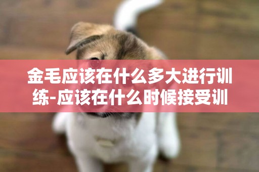 金毛應該在什么多大進行訓練-應該在什么時候接受訓練