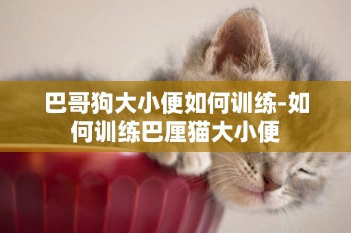 巴哥狗大小便如何訓練-如何訓練巴厘貓大小便
