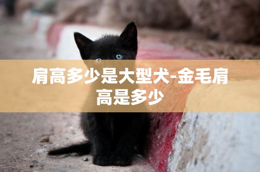 肩高多少是大型犬-金毛肩高是多少