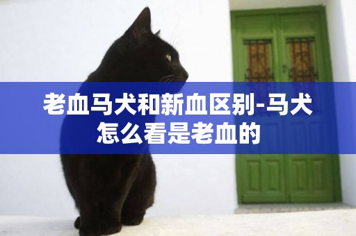 老血馬犬和新血區別-馬犬怎么看是老血的