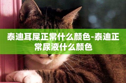 泰迪耳屎正常什么顏色-泰迪正常尿液什么顏色