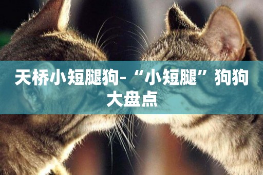 天橋小短腿狗-“小短腿”狗狗大盤點