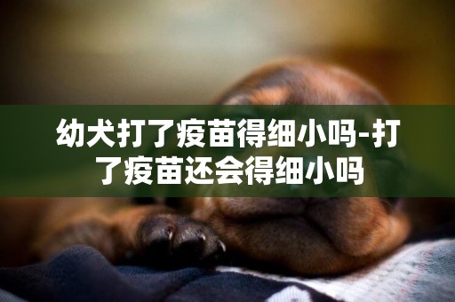 幼犬打了疫苗得細小嗎-打了疫苗還會得細小嗎