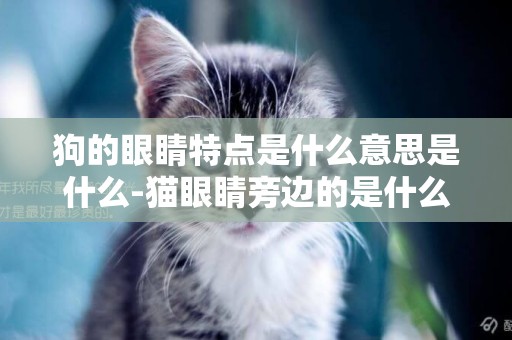 狗的眼睛特點是什么意思是什么-貓眼睛旁邊的是什么意思啊