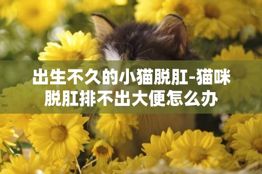 出生不久的小貓脫肛-貓咪脫肛排不出大便怎么辦