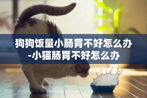 狗狗飯量小腸胃不好怎么辦-小貓腸胃不好怎么辦