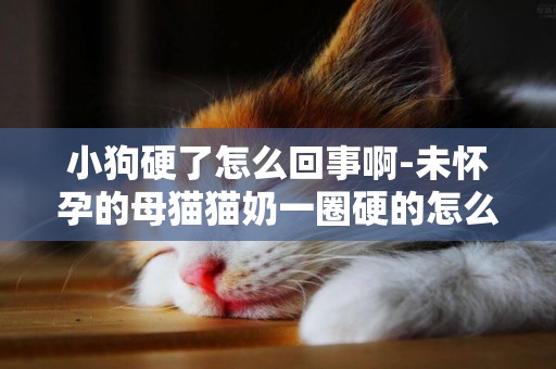 小狗硬了怎么回事啊-未懷孕的母貓貓奶一圈硬的怎么回事
