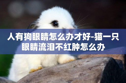人有狗眼睛怎么辦才好-貓一只眼睛流淚不紅腫怎么辦