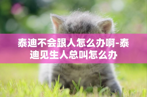 泰迪不會跟人怎么辦啊-泰迪見生人總叫怎么辦