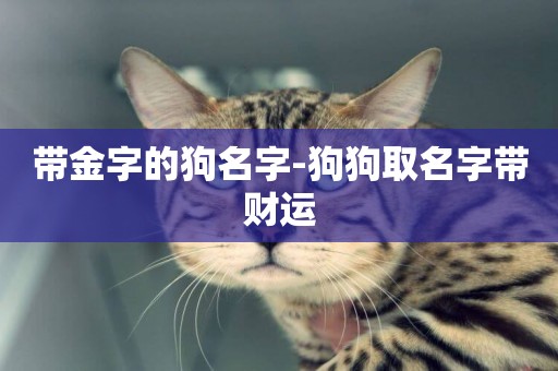 帶金字的狗名字-狗狗取名字帶財運